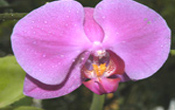 Serre tropicale, phalaenopsis