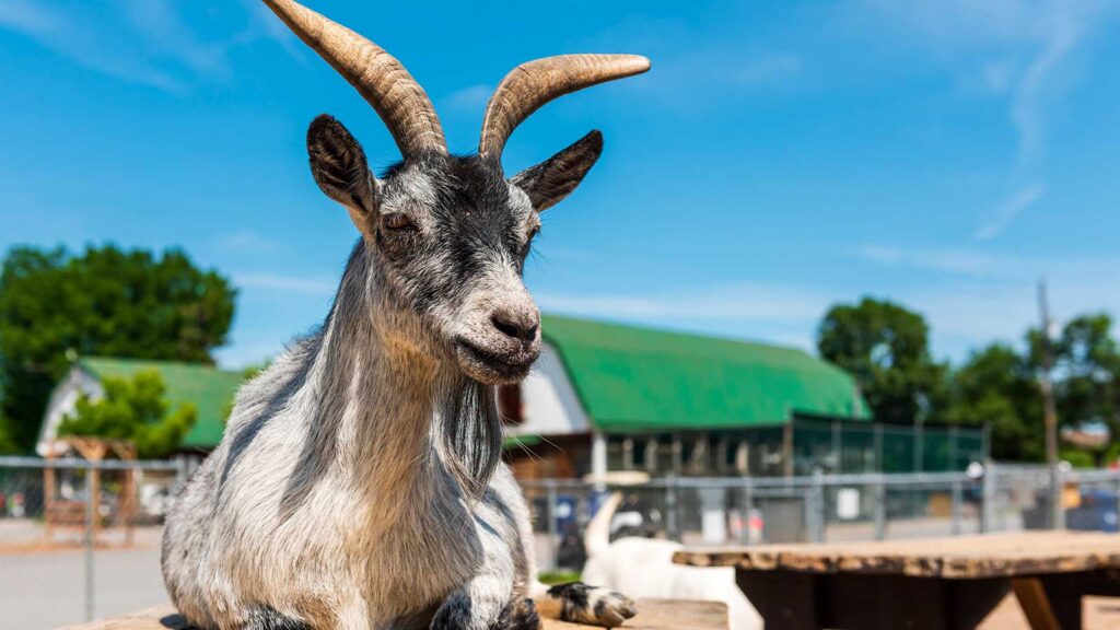 Bouc au Centre de la nature