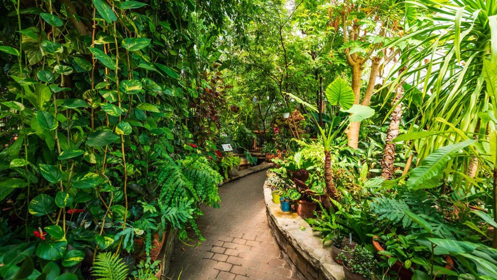 Plantes dans la serre tropicale du Centre de la nature