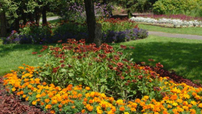 Jardin des annuelles