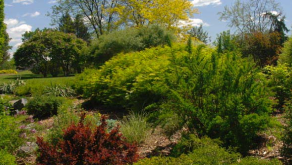 Jardin des arbustes