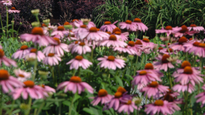 Jardin des échinacées