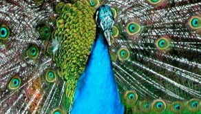 Jardin des oiseaux