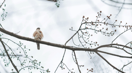 Un oiseau dans un arbre