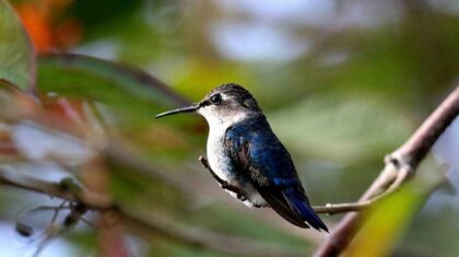 Un oiseau à Cuba