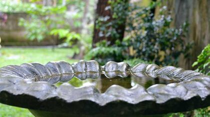 Conférence pour les familles | Pourquoi construire un jardin d’eau?