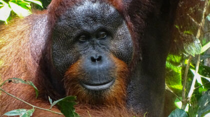 Conférence | Bornéo et Singapour, aventure en terres exotiques