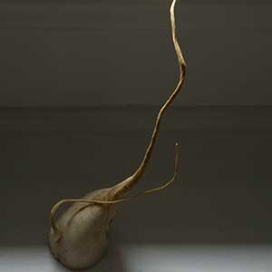 Daikon, 2021 Photographie numérique sur papier photo Epson Premium Luster, impression au jet d’encre