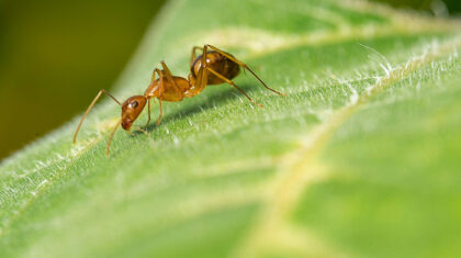 Une fourmi sur une plante