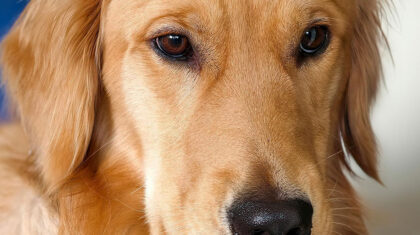 zoolecture, un chien