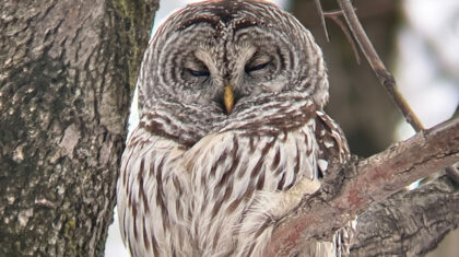 Une chouette en hiver