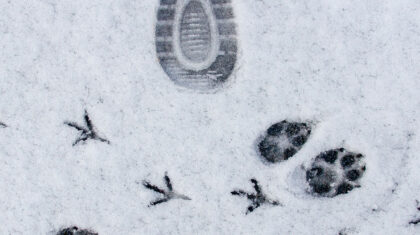 des pas d'animaux et d'humain dans la neige