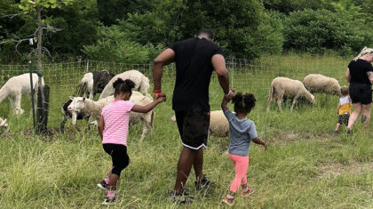 Des enfants et des adultes qui regardent des animaux de la ferme (moutons, alpagas).