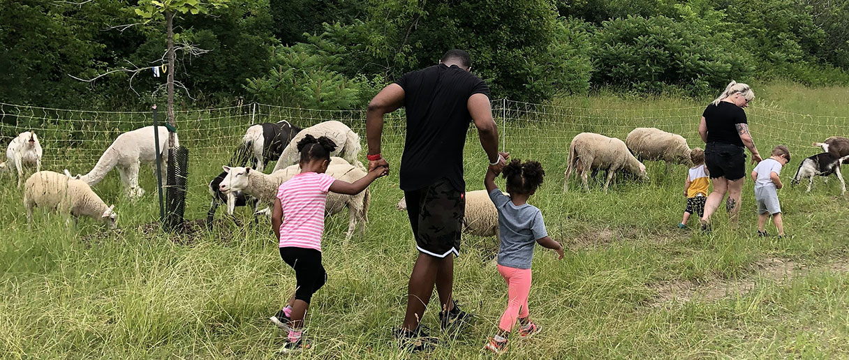 Des enfants et des adultes qui regardent des animaux de la ferme (moutons, alpagas).