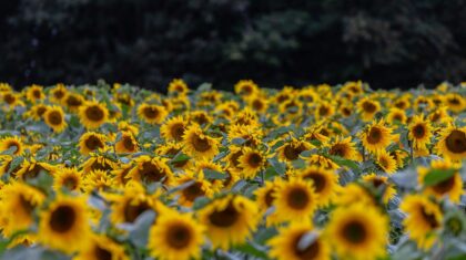 Des tournesols
