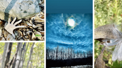 Collage de photos du bois de l'Équerre