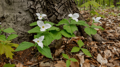 Fleurs de sous-bois