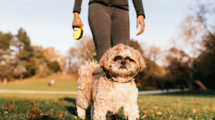 Une personne qui fait de l'activité physique dans un parc avec un chien blanc