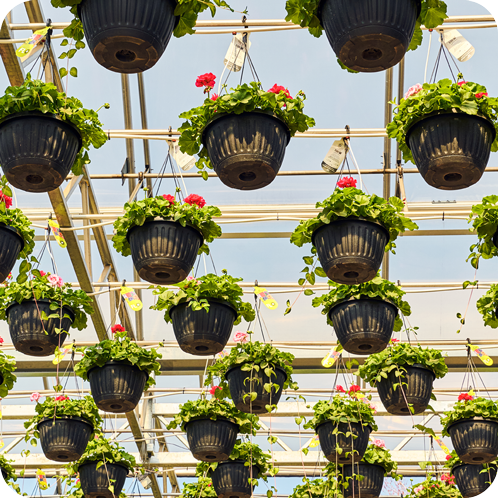 Des pots de fleurs