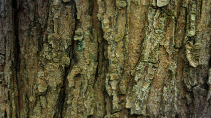 De l'écorce d'arbre