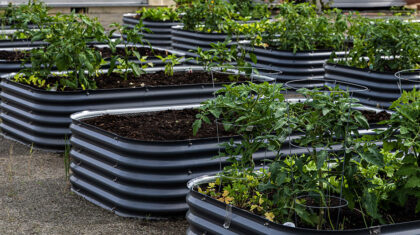 Petits jardins avec des plants